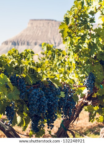 Red grapes ready to be harvested at a vineyard in Palisade, Colorado.