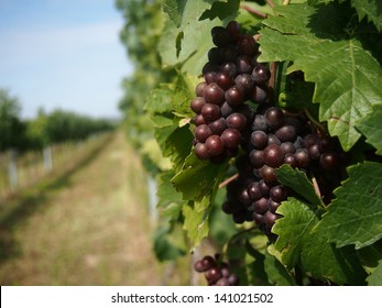 Red Grapes In South Morava In Vineyard