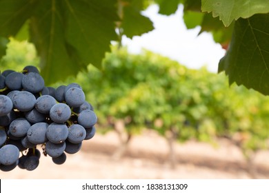 Red Grapes In A Vineyard, La Rioja, Spain	