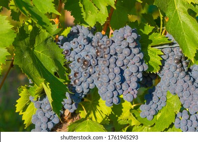 Red grapes - Wine is usually made from one or more varieties of the European species Vitis vinifera, such as Pinot noir, Chardonnay, Cabernet Sauvignon, Gamay and Merlot. 