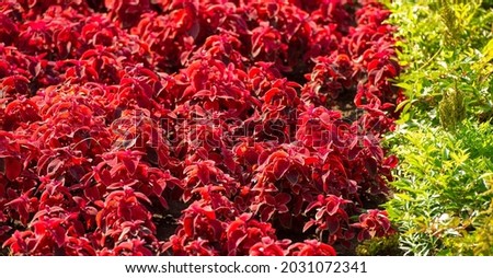 red grass on the flower beds, coleus - grown as ornamental plants, popular as garden plants because of their brightly colored foliage Texture, background, pattern,