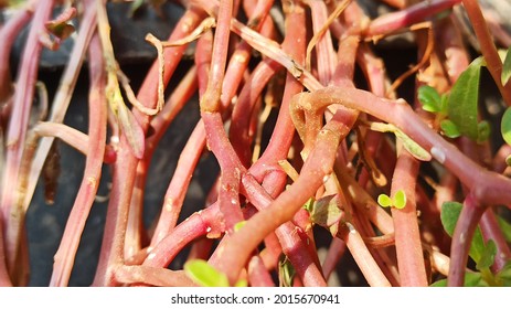 Red Grass Roots That Grow In Nature