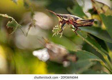 1,158 Grasshopper Plague Images, Stock Photos & Vectors | Shutterstock