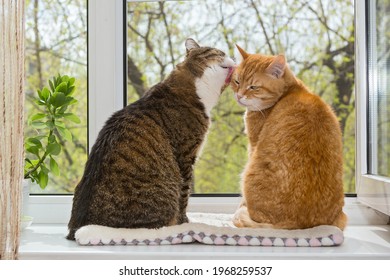 Red And Gray Cat Sit On The Window And Lick Each Other