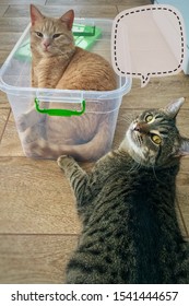 red and gray cats are looking at the camera.  A red cat sits in a plastic box, a gray cat lies next to him on the floor.  place for text cat thoughts.