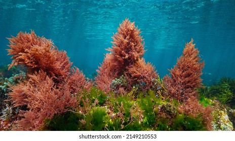 Red and green algae with blue water, underwater colors in the ocean  (mostly Asparagopsis armata and Ulva lactuca seaweeds), eastern Atlantic, Spain