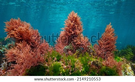 Red and green algae with blue water, underwater colors in the ocean  (mostly Asparagopsis armata and Ulva lactuca seaweeds), eastern Atlantic, Spain Imagine de stoc © 