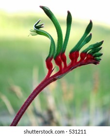 Red and Green Australian Kangaroo Paw - Western Australia's floral emblem