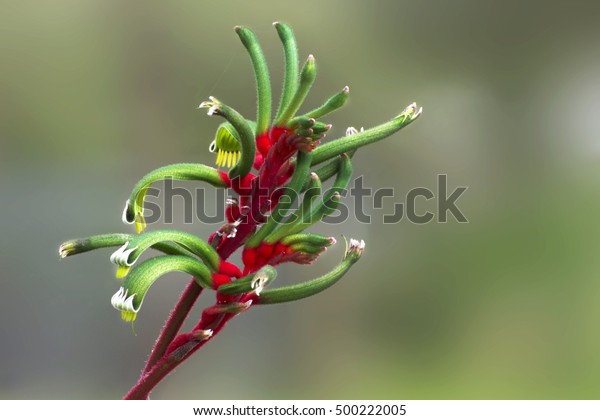 Red and Green Australian Kangaroo Paw - Western\
Australia\'s floral emblem