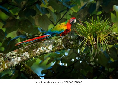 Red green blue hybrid parrot in forest. Macaw parrot sitting in dark green vegetation. Rare form Ara macao x Ara ambigua, in tropical forest, Costa Rica. Wildlife scene from tropical nature.