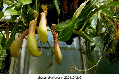 Red And Green Carnivorous Pitcher Plant