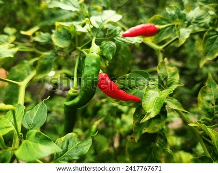 Red and green cayenne pepper plants in the garden ready to be harvested.