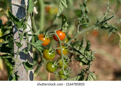 Red and green cherry tomatoes growing in ecological garden on wooden stake with biodegradable link - Shutterstock ID 2164785833