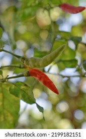 Red And Green Chilies In One Frame In The Small Home Garden