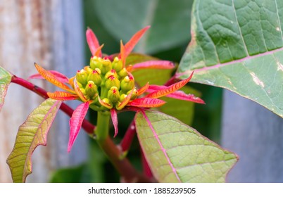 The Red And Green Flowers And Leaves Of The Poinsetta Plant Are Regularly Used In Chrsimas Displays