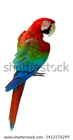 Red and green or green-winged macaw, beautiful parrot bird showing its back feathers profile isolated on white background