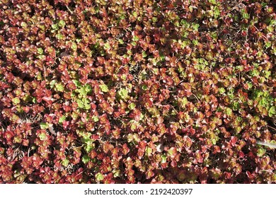 Red And Green Groundcover Sedum Spurium Fuldaglut In A Sunny Garden. Alpine Plants. Floral Wallpaper.