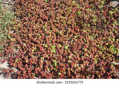 Red And Green Groundcover Sedum Spurium Fuldaglut In A Sunny Garden. Alpine Plants. Floral Wallpaper.