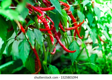 
Red and green hot peppers grow in the greenhouse. Cultivation of chili peppers. Homestead farming. Agricultural production. Vegetable garden.
Growing organic vegetables.
Good harvest of chili peppers