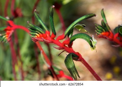 The Red and Green Kangaroo Paw (Anigozanthos manglesii)  â??Â Western Australia's floral emblem.