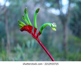 Red And Green Kangaroo Paw Plant