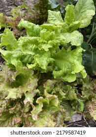 Red And Green Leaf Lettuce In The Garden.