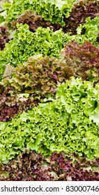 Red And Green Leaf Lettuce On Display At The Farmer's Market