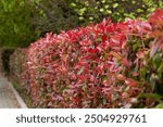 Red and green leaves of a photinia fraseri red robin hedge on a street, Photinia Red Robin Hedge