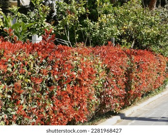 Red and green leaves of a photinia fraseri red robin hedge on a street, in Attica, Greece