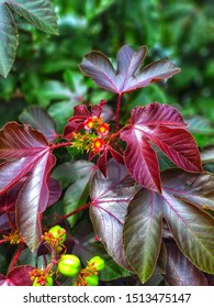 red and green leef  tree