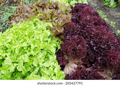 Red & Green lettuce
