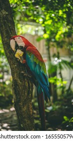 A Red And Green Macaw Eating Some Corn In An Animal Rescue Center Within The Amazon