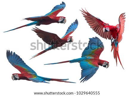 red and green macaw flying isolated on white background