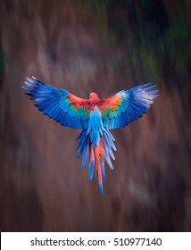 Red And Green Macaw With Wings Spread