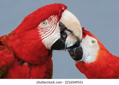 Red And Green Macaws, Green-winged Macaw