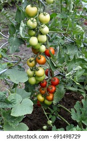 Red And Green Mature Tomatoes In Bio Seedbed