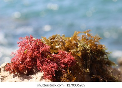 Red And Green Mediterranean Algae