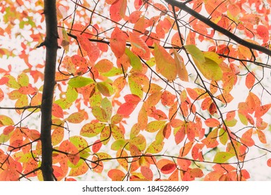 Red, Green, And Orange Fall Leaves Of A Black Gum Tree