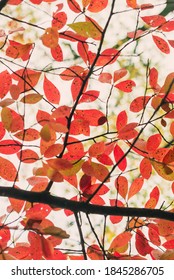 Red, Green, And Orange Fall Leaves Of A Black Gum Tree