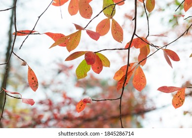 Red, Green, And Orange Fall Leaves Of A Black Gum Tree