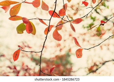 Red, Green, And Orange Fall Leaves Of A Black Gum Tree