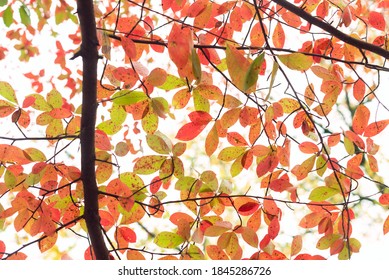 Red, Green, And Orange Fall Leaves Of A Black Gum Tree