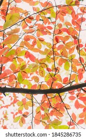 Red, Green, And Orange Fall Leaves Of A Black Gum Tree