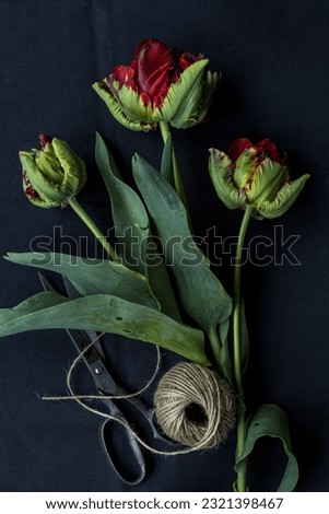 Red green parrot tulips with a vintage scissors and a hank of natural jute twine on a black background, low key moody photo of natural flowers