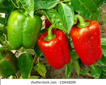 Red And Green Peppers Growing In The Garden