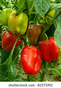 Red And Green Peppers Growing In The Garden