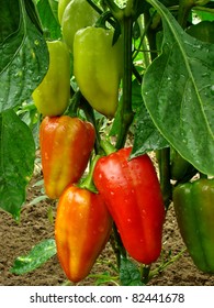 Red And Green Peppers Growing In The Garden