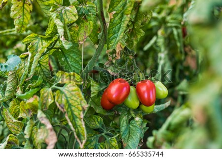 Similar – Bell Peppers Capsicum Growing In Greenhouse