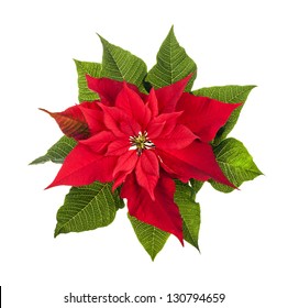 98,605 Poinsettia Images, Stock Photos & Vectors | Shutterstock