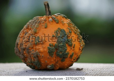 A red green pumpkin his name is goosebumps